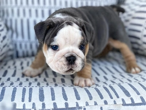Englische Bulldoggen suchen ein neues Zuhause