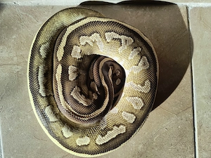 1,0 Mojave Fire het Ultramel 50% het Pied NZ24