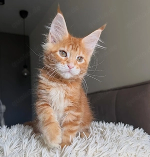 Freundliche, reinrassige Maine-Coon-Kätzchen