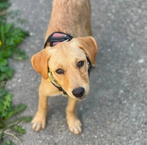 AMBER - tolles Hundemädchen (wartet in Rumänien) 