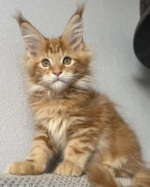 3 Monate alte männliche und weibliche Maine-Coon-Kätzchen