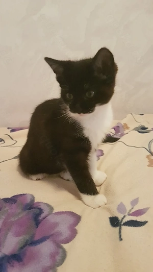 Babykatzen, Kitten, Katze