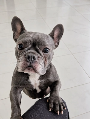 Liebe französische, Bulldogge sucht Lebensplatz