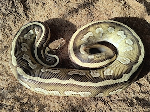 1,0 Mojave Fire het Ultramel 50% het Pied NZ24