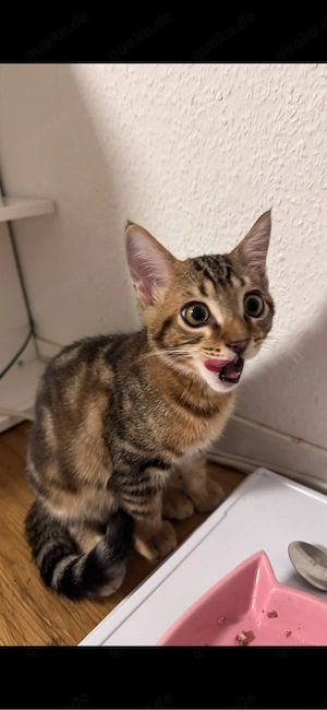    Kater sucht liebevolles Zuhause   