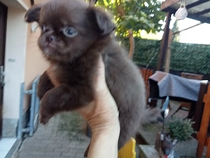 Wunderschöne Chihuahua's in der Farbe schoko 