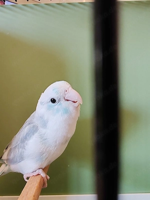 Sperlingspapagei 