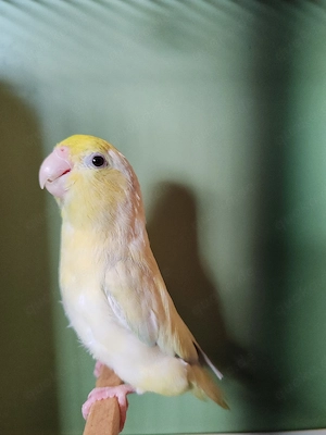 Sperlingspapagei