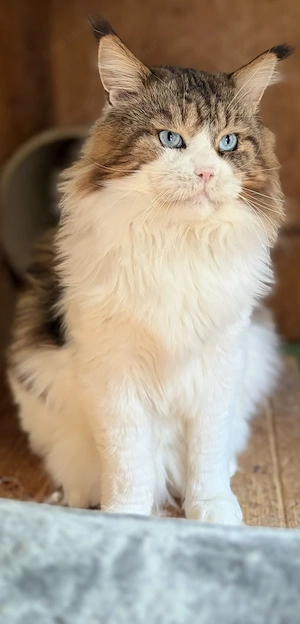 Maine Coon Kater Socke 