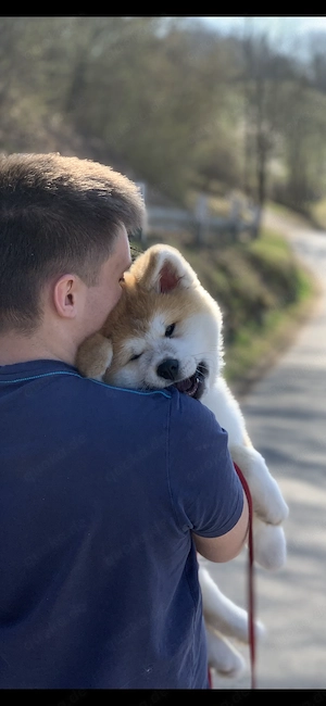 Japan Akita Inu Welpen aus exklusiver VDH- Japan Akita  Club e.V.-Zucht    nur noch 2 Mädchen 