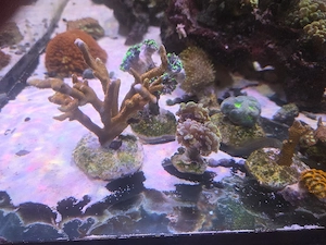Koralle Montipora Meerwasser 