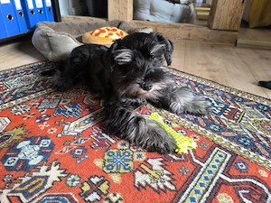 Zwergschnauzer Welpen 