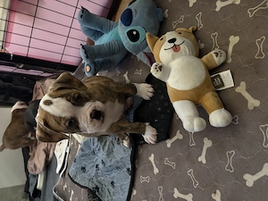 3 süße OEB Welpen suchen ihr für immer zuhause   
