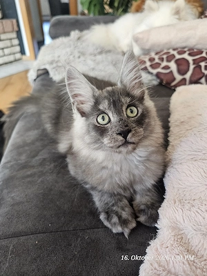 Maine Coon Kitten mit Stammbaum