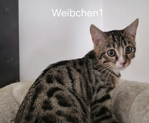 Bengalen Mix