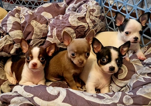 Chihuahua zum Verkauf