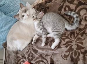 ragdoll bkh kiten kater 