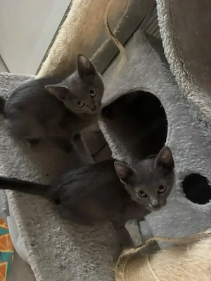 siam mal britisch Mischling 