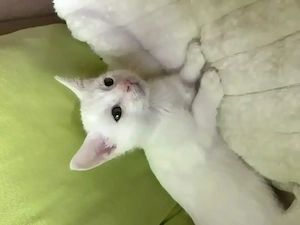 Katzen Baby weiß in liebevolle Hände abzugeben  Kater SOFORT ABHOLBEREIT Kätzchen