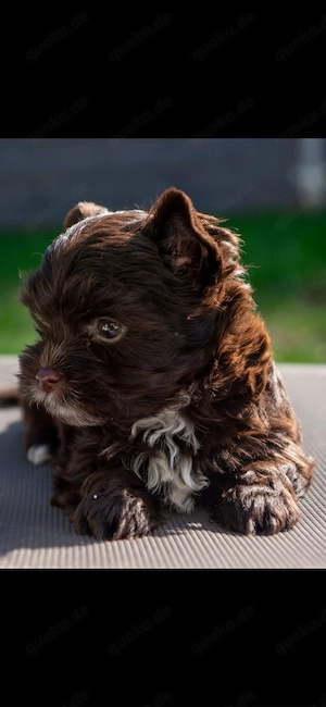 Yorkshire Terrier Welpen schoko Rüde 
