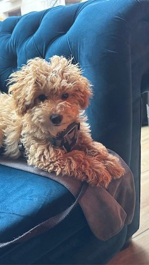  Verschmuste Maltipoo Welpe, 4 Monate, sucht liebevolles Zuhause