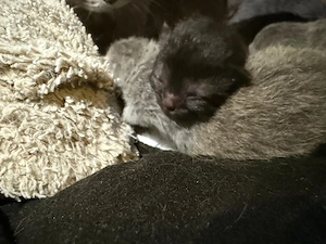 baby katzen zum verkaufen