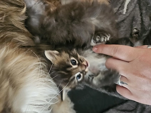 Maine coon kitten