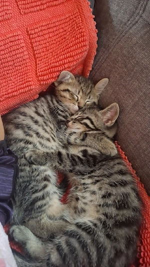 Katzen zum Verkauf 