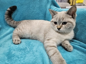 Wunderschönen BKH Kitten, ab sofort abgabebereit 