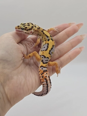Leopardgecko TSM Firebold  Bold Stripe het Tremper 