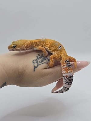Leopardgecko TSM Black Night Mandarin Tangerine poss het Tremper 