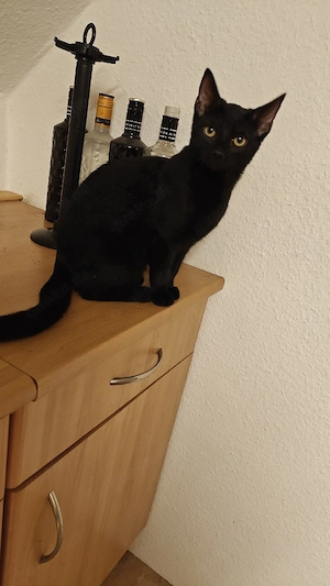 Katze abzugeben 