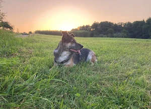 Malou 8 Jahre sucht ihr für immer Zuhause 