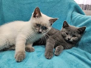 Süßen BKH Kitten 