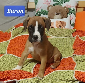 Wunderschöne Boxer-Welpen