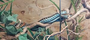 2 Paare Thamnophis sirtalis infernalis, Strumpfbandnattern 