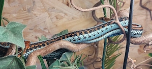 2,2 Thamnophis sirtalis infernalis, Strumpfbandnattern Paare