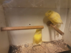 Lanceshire Kanarienvögel 