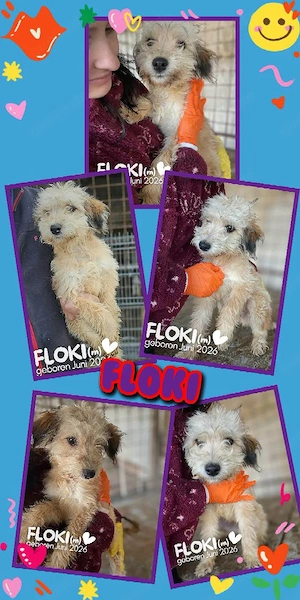 bezaubernder, lieber, menschenbezogener Welpenjunge "Floki" auf Körbchensuche