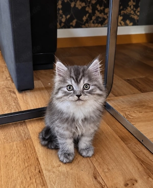 Traumhafter Reinrassiger BLH "Black Silver Tabby"