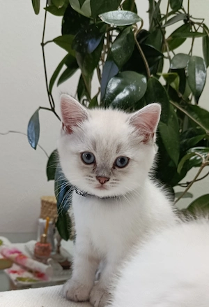 BKH Kitten 