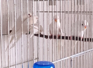 Junge Albino Wellensittiche