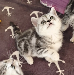 Reinrassige BKH Kitten, Britisch Kurzhaar Katzen, tabby classic