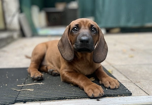 Welpen suchen ein liebevolles Zuhause! Bayrischer Gebirgsschweißhund