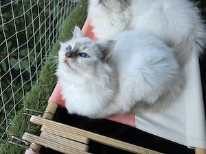 Heilige-Birma-Kater in der Farbe Chocolate-Tabby-Point