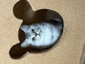 Bkh Kitten Bunge und Mädchen 