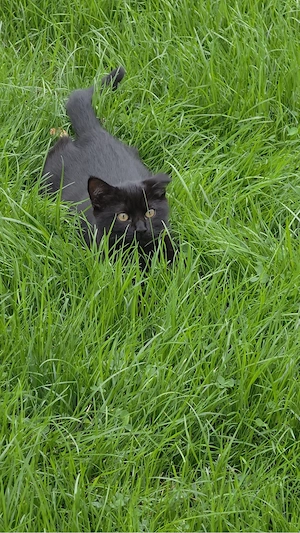 Süße Katzenmaus sucht ihr Für immer Zuhause! 