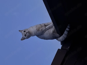 Britisch Kurzhaar Dame Tabby 