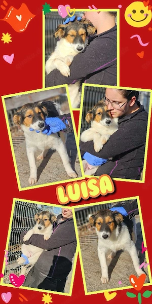 wunderschönes Welpenmädchen "Luisa" sucht ein liebevolles Zuhause 