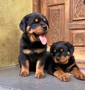 Sweet Rottweiler Welpen 